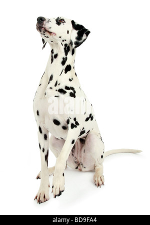 Dalmatien (Canis lupus f. familiaris), assis dalmatien, looking up Banque D'Images