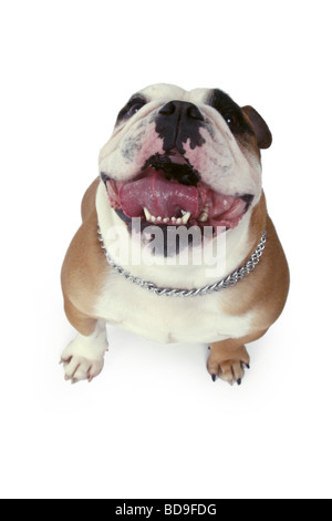 Bulldog Anglais (Canis lupus f. familiaris), haletant bienvenus dans l'appareil photo Banque D'Images