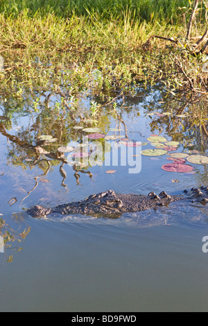 Un grand (eau salée Les estuaires) Crocodile (Crocodylus porosus) à l'eau jaune Billabong dans le Kakadu National Park. Banque D'Images