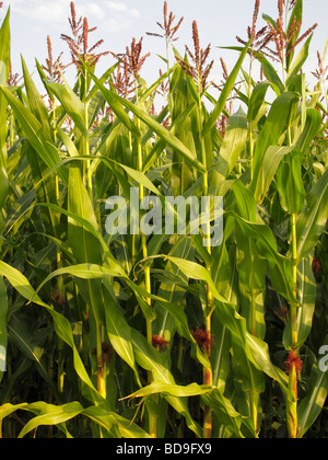 Maïs Zea mays Banque D'Images