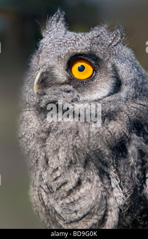 Jeune face blanche ptilopsis leucotis () Banque D'Images