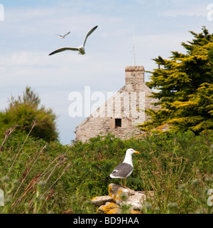 France Bretagne finistère Archipel des Glenan Banque D'Images