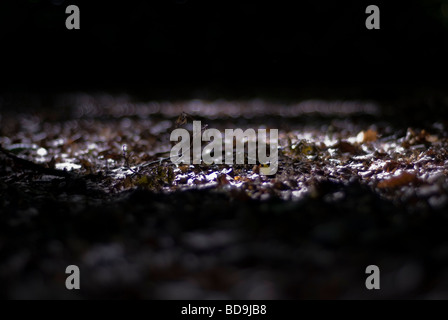 Sol forestier à Epping, feuilles de lumière Banque D'Images