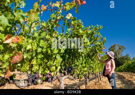 Benziger Family Winery, Glen Ellen, Sonoma Valley, en Californie. Banque D'Images