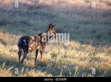 Enceinte, alerte femelle chien sauvage africain Lycaon pictus garde un oeil vigilant sur son environnement.Xakanaxa, Moremi GR, Botswana Banque D'Images