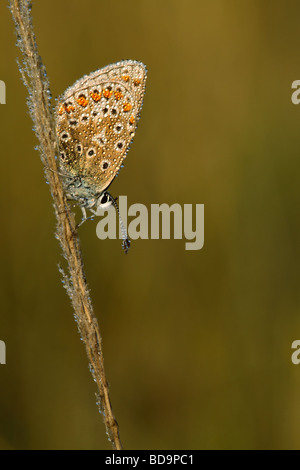 Couvert de rosée, Polyommatus icarus bleu commun, papillon se percher, UK. Banque D'Images