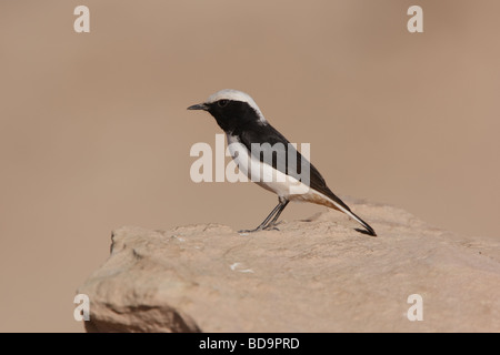 Traquet deuil, Petra, Jordanie Banque D'Images