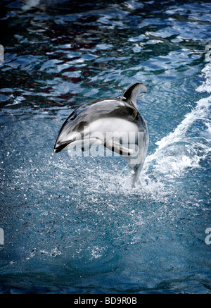 Dauphin sautant hors de l'eau Banque D'Images