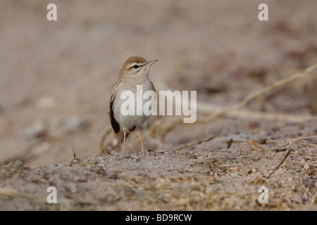 Bush roux Robin, Aqaba, Jordanie Banque D'Images