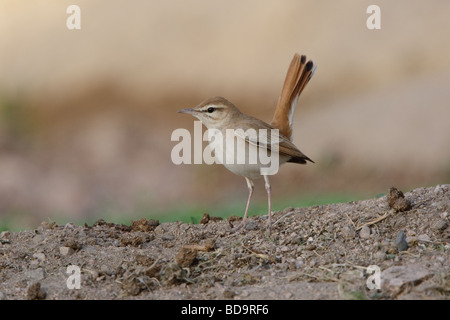 Bush roux Robin, Aqaba, Jordanie Banque D'Images