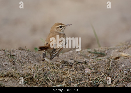 Bush roux Robin, Aqaba, Jordanie Banque D'Images