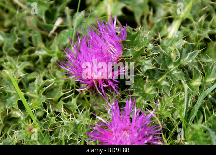 Chardon nain, Cirsium acaule, Asteraceae Banque D'Images