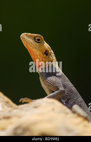 Mâle, Rouge Rock agama Agama agama dirigés par le soleil sur un rocher dans la Gambie Afrique Avril 2009 Banque D'Images