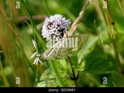 Crème nain Espèce d'onde, Idaea fuscovenosa, Geometridae, lépidoptères, Sterrhinae Banque D'Images