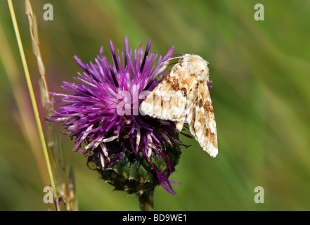 Citrine Espèce Eremobia, sombre, Noctuidae Amphipyrinae ochroleuca, lépidoptères, Banque D'Images