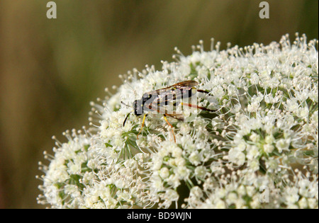 Foreur des tiges de blé à tige robuste de blé européen aka, Cephus pygmaeus, Symphytes, Hyménoptères, en se nourrissant de Berce du Caucase. Banque D'Images