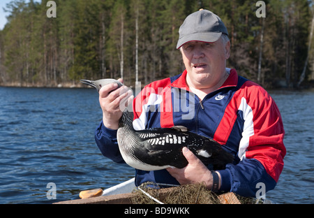 Homme âgé maintenant et libération d'un vivant ( Loon Gavia immer arctica ) qui a été pris à un hameçon appâté line , Finlande Banque D'Images