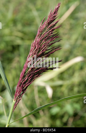 Fleur, Roseau commun Phragmites australis, Poaceae Banque D'Images