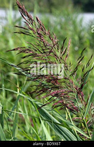 Fleur, Roseau commun Phragmites australis, Poaceae Banque D'Images