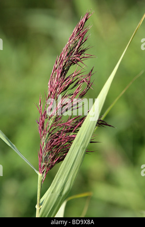 Fleur, Roseau commun Phragmites australis, Poaceae Banque D'Images