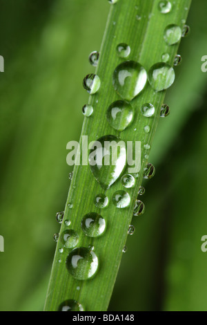 Close up de plante avec des gouttelettes d'eau Banque D'Images