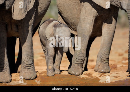 Les jeunes veaux de l'eléphant d'Afrique (Loxodonta africana) Eau potable à un point d'eau du parc national Addo, Afrique du Sud Banque D'Images