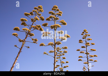 Cactus Agave americana en fleur Banque D'Images