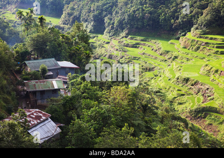 Maisons et terrasses de riz de Banaue la Province d'Ifugao le nord de Luzon aux Philippines Banque D'Images