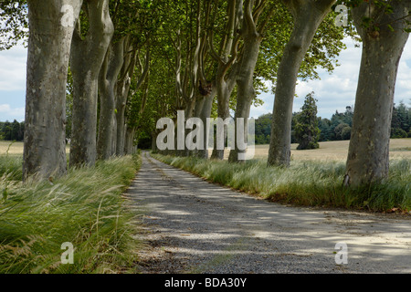 Une route de campagne bordée d', éclairé par la lumière venant à travers feuilles pommelé. Banque D'Images