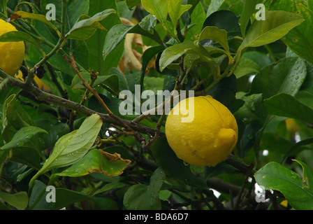 Zitrone 03 citron Banque D'Images