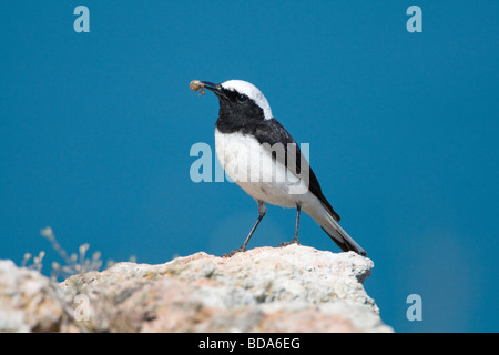 Traquet pie perchée sur le rocher avec insecte dans le projet de loi (Oenanthe pleschanka) Banque D'Images