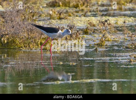 Black Winged Stilt feeding in lake (Himantopus himantopus) Banque D'Images