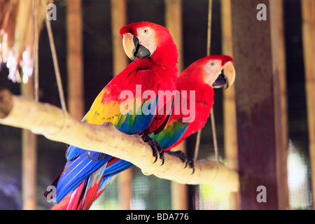 Scarlet macaws, Tambopata Research Center, Réserve nationale de Tambopata, Amazonie, Pérou, Amérique du Sud Banque D'Images