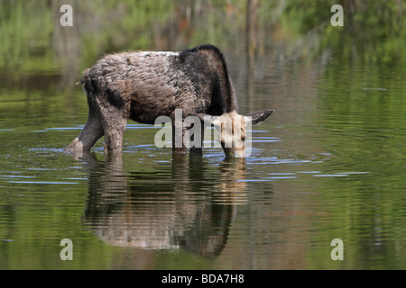 Moose Alces alces jeunes debout dans un étang peu profond à l'alimentation par sa tête dans l'eau et d'un reflet dans l'eau Banque D'Images