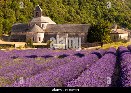Champ de lavande à l'Abbaye de Sénanque près de Gordes, Provence France Banque D'Images