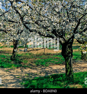 Fleur de printemps dans les vergers d'Arles comme inspiré Vincent Van Gogh Banque D'Images