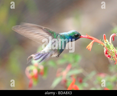 B B D'Oiseau de ronflement Banque D'Images