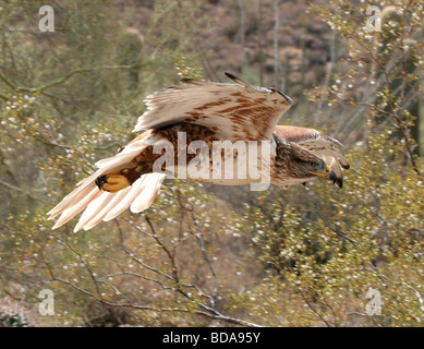 Buse rouilleuse en vol Banque D'Images