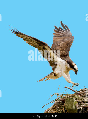 Osprey landing sur son nid Banque D'Images