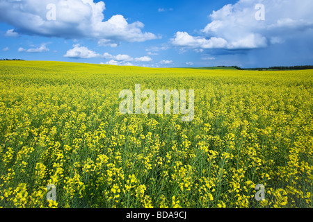 Champ de canola et les cumulus dans les Prairies canadiennes, la vallée de Pembina, au Manitoba, Canada. Banque D'Images