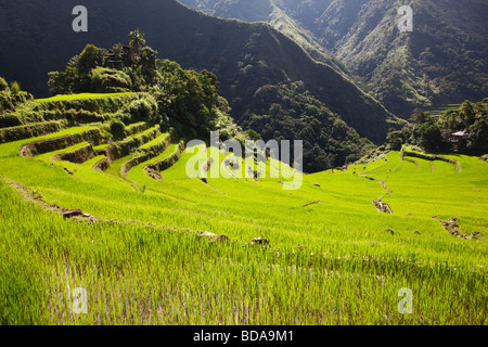 Terrasses de riz de la Province d'Ifugao Batad le nord de Luzon aux Philippines Banque D'Images