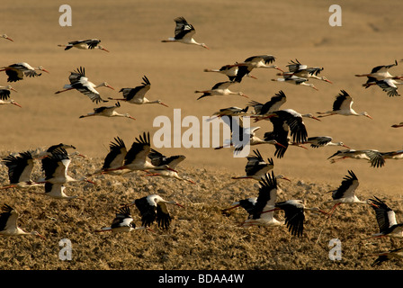 Troupeau de Cigognes blanches volant à basse altitude au-dessus champ labouré Banque D'Images