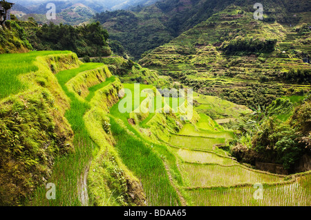 Terrasses de riz de Banaue dans la province d'Ifugao le nord de Luzon aux Philippines Banque D'Images