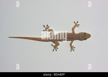 Chambre asiatique Gecko Hemidactylus frenatus Queensland Banque D'Images