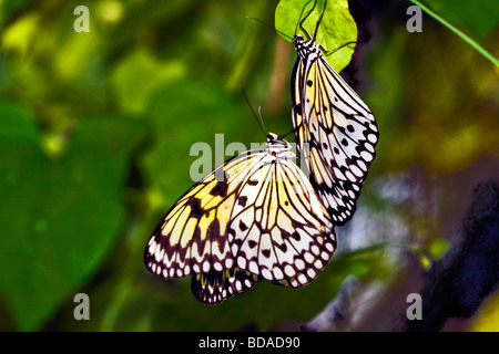 Un papillon de papier de riz dans un jardin Banque D'Images