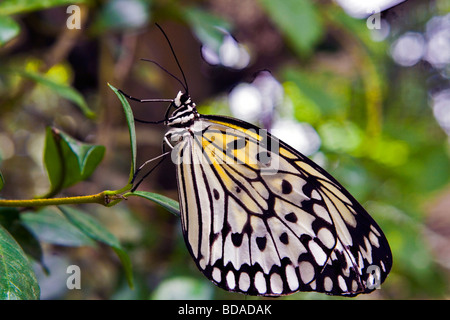 Un papillon de papier de riz dans un jardin Banque D'Images