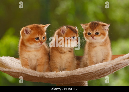 British Shorthair chatons golden ticked tabby Cat Banque D'Images