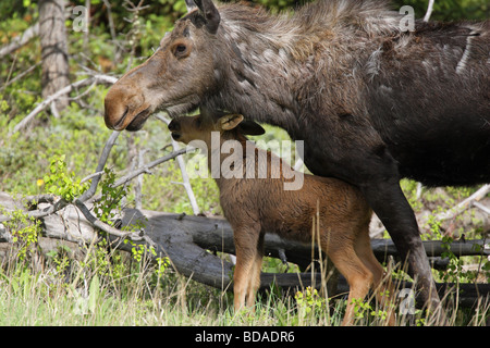 Moose Alces alces jeune veau frotte sa tête contre sa mère dans une forêt Banque D'Images