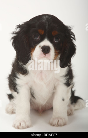 Cavalier King Charles Spaniel puppy tricolor 9 semaines Banque D'Images