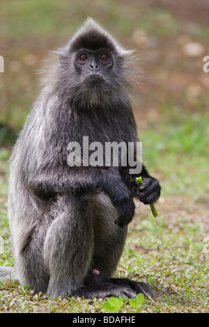 (Trachypithecus cristatus argenté Lutung) Argent langur assis sur le sol manger Sabah Bornéo en Malaisie. Banque D'Images